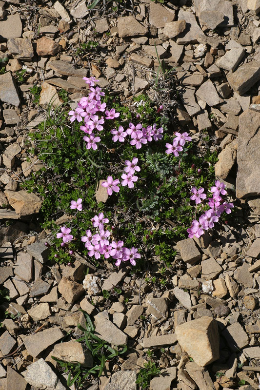 Silene acaulis subsp. cenisia / Silene acaule del Moncenisio